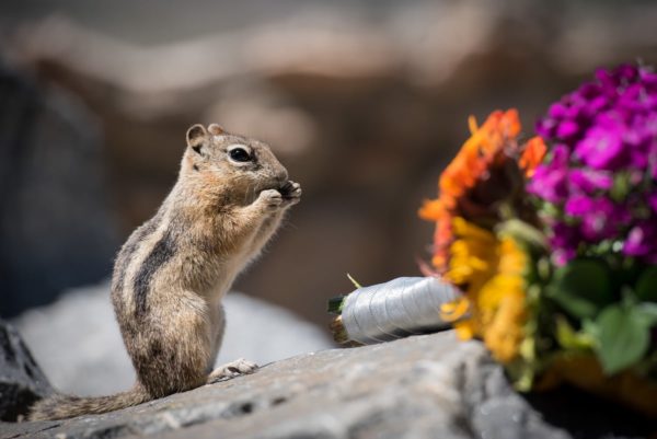 Colorado Elopement - chipmunk eats Kim's bouquet at Sapphire Point, Lake Dillon, Breckenridge Colorado